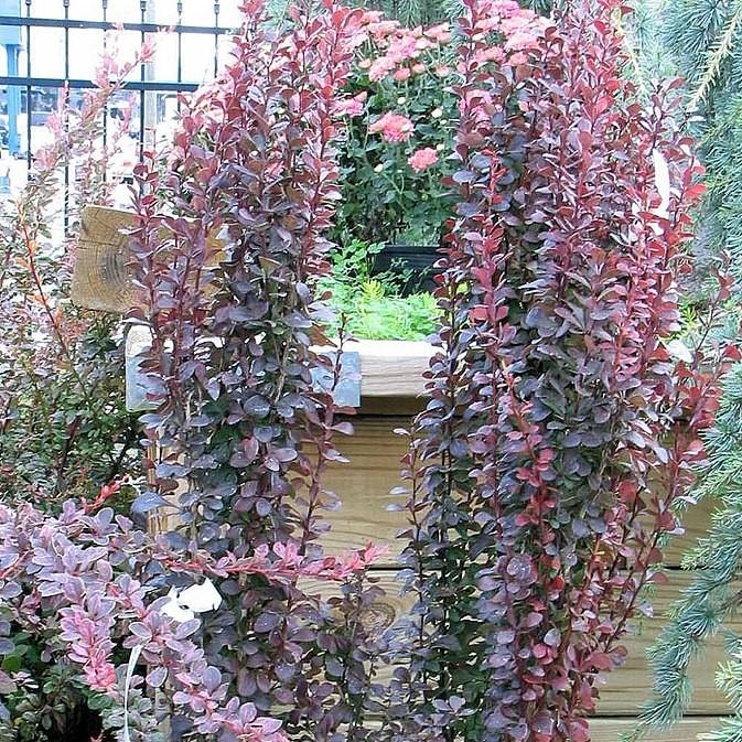 Berberis thunbergii f. atropurpurea 'Helmond Pillar' ~ Helmond Pillar Barberry-ServeScape
