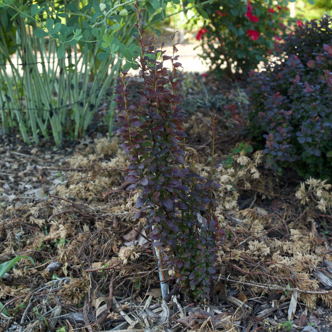 Berberis thunbergii f. atropurpurea 'Helmond Pillar' ~ Helmond Pillar Barberry-ServeScape