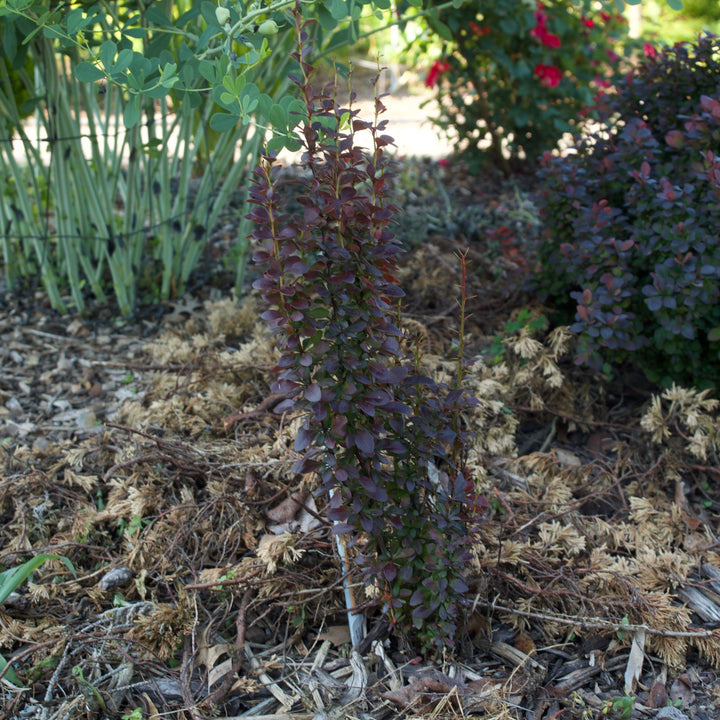 Berberis thunbergii f. atropurpurea 'Helmond Pillar' ~ Helmond Pillar Barberry-ServeScape