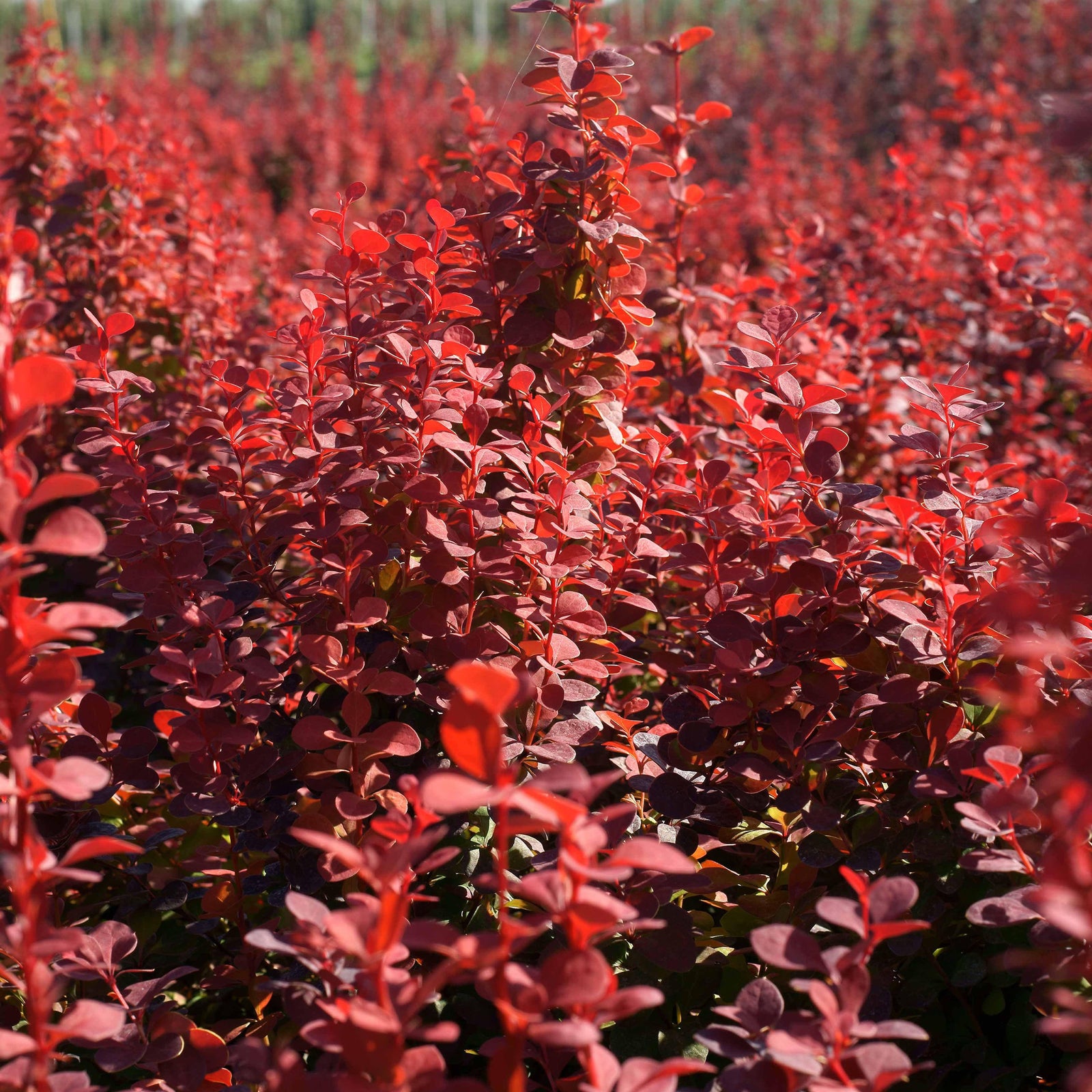 Berberis thunbergii f. atropurpurea 'Rosy Rocket' ~ Rosy Rocket Barberry - Delivered By ServeScape