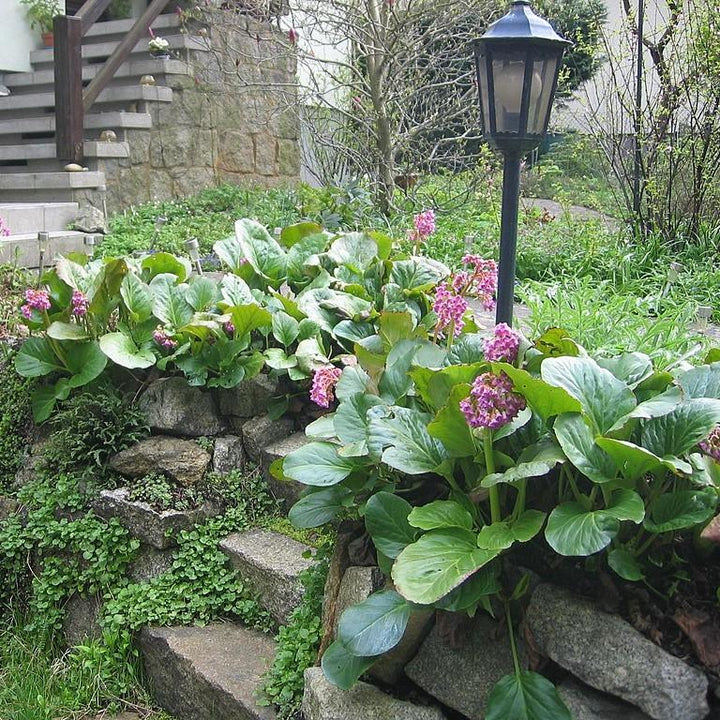 Bergenia cordifolia ~ Heartleaf Bergenia, Pigsqueak-ServeScape