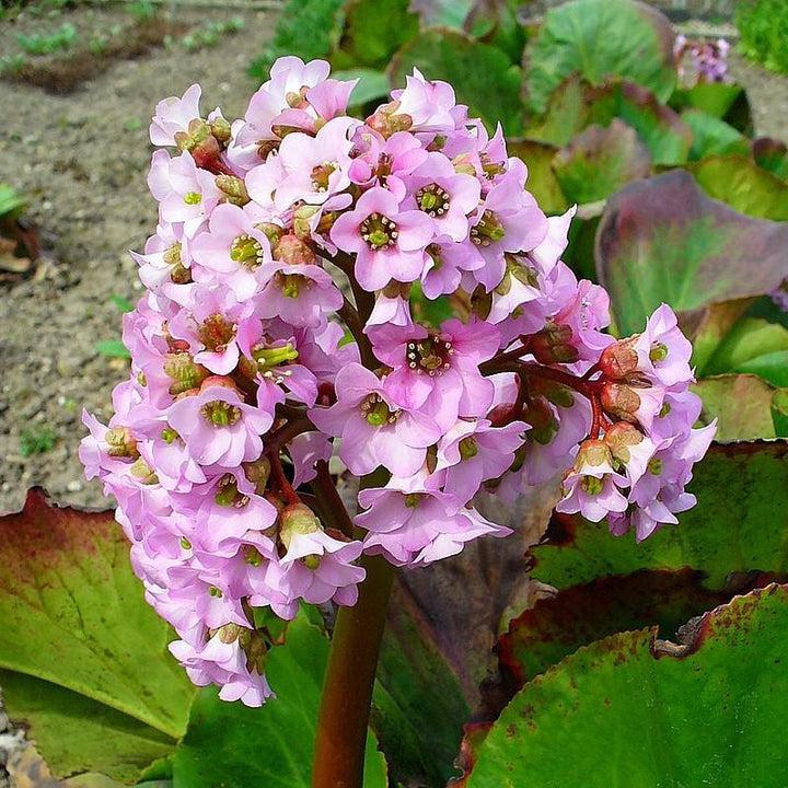 Bergenia cordifolia ~ Heartleaf Bergenia, Pigsqueak-ServeScape