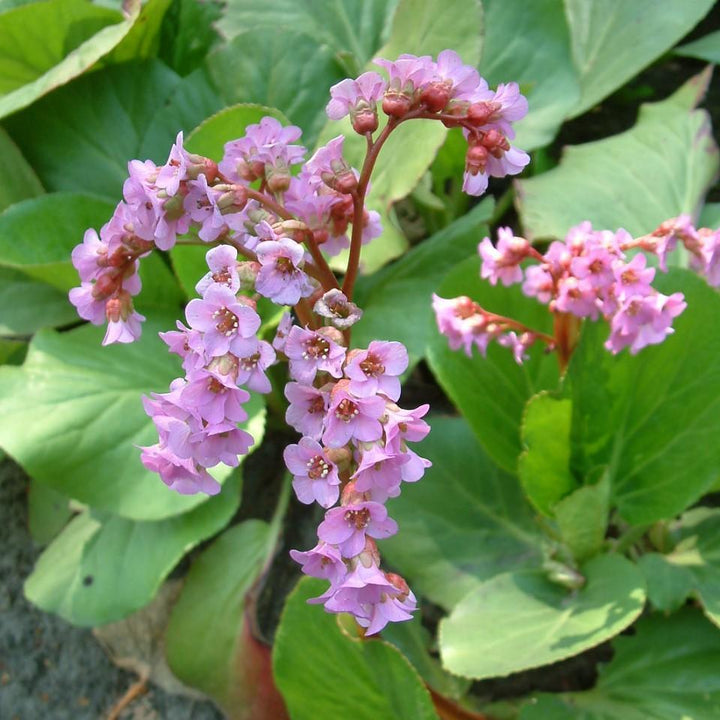 Bergenia cordifolia ~ Heartleaf Bergenia, Pigsqueak - Delivered By ServeScape