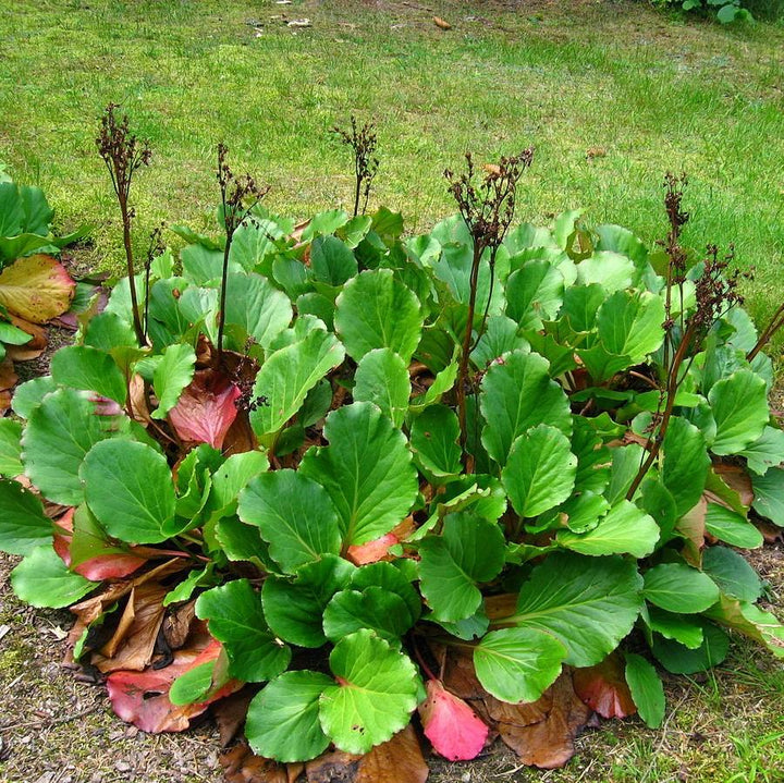 Bergenia cordifolia ~ Heartleaf Bergenia, Pigsqueak-ServeScape