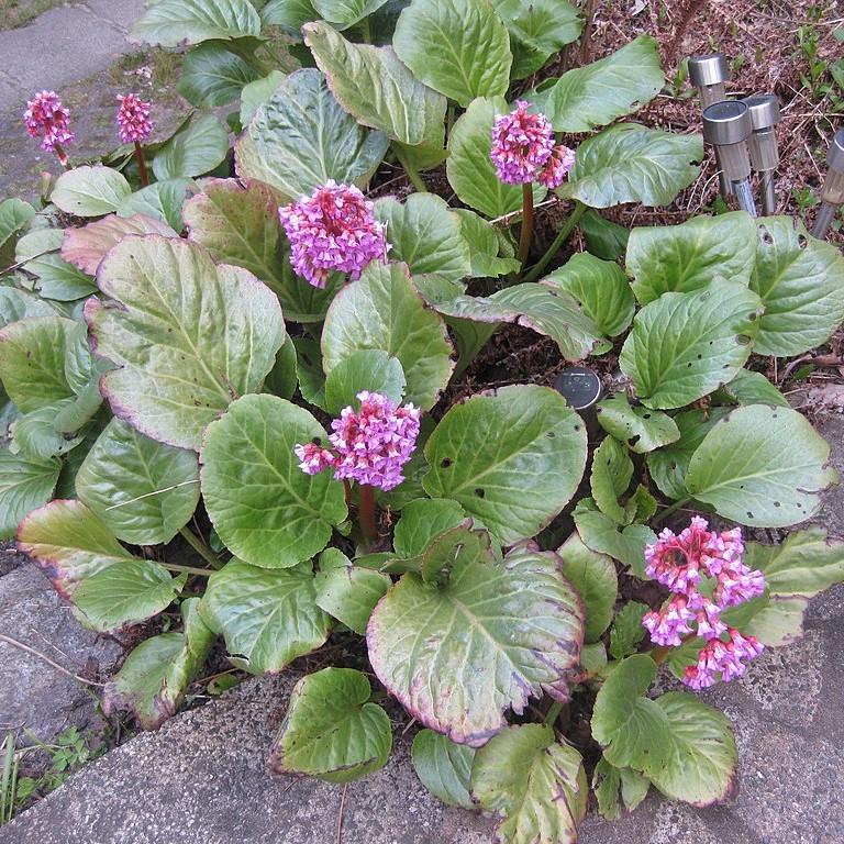 Bergenia cordifolia ~ Heartleaf Bergenia, Pigsqueak-ServeScape