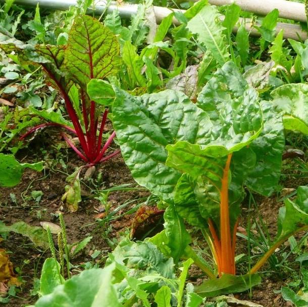 Beta Vulgaris 'Bright Lights' ~ Bright Lights Swiss Chard-ServeScape