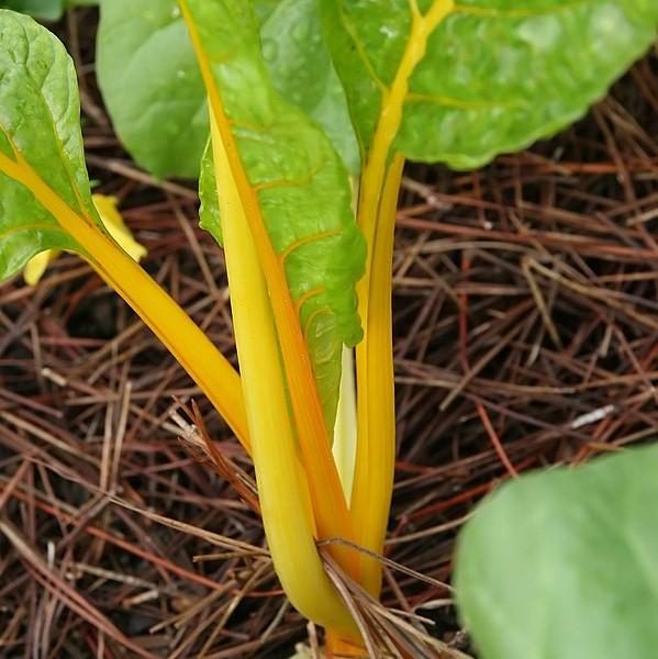 Beta Vulgaris 'Bright Lights' ~ Bright Lights Swiss Chard-ServeScape