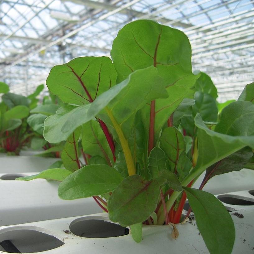 Beta Vulgaris 'Bright Lights' ~ Bright Lights Swiss Chard-ServeScape