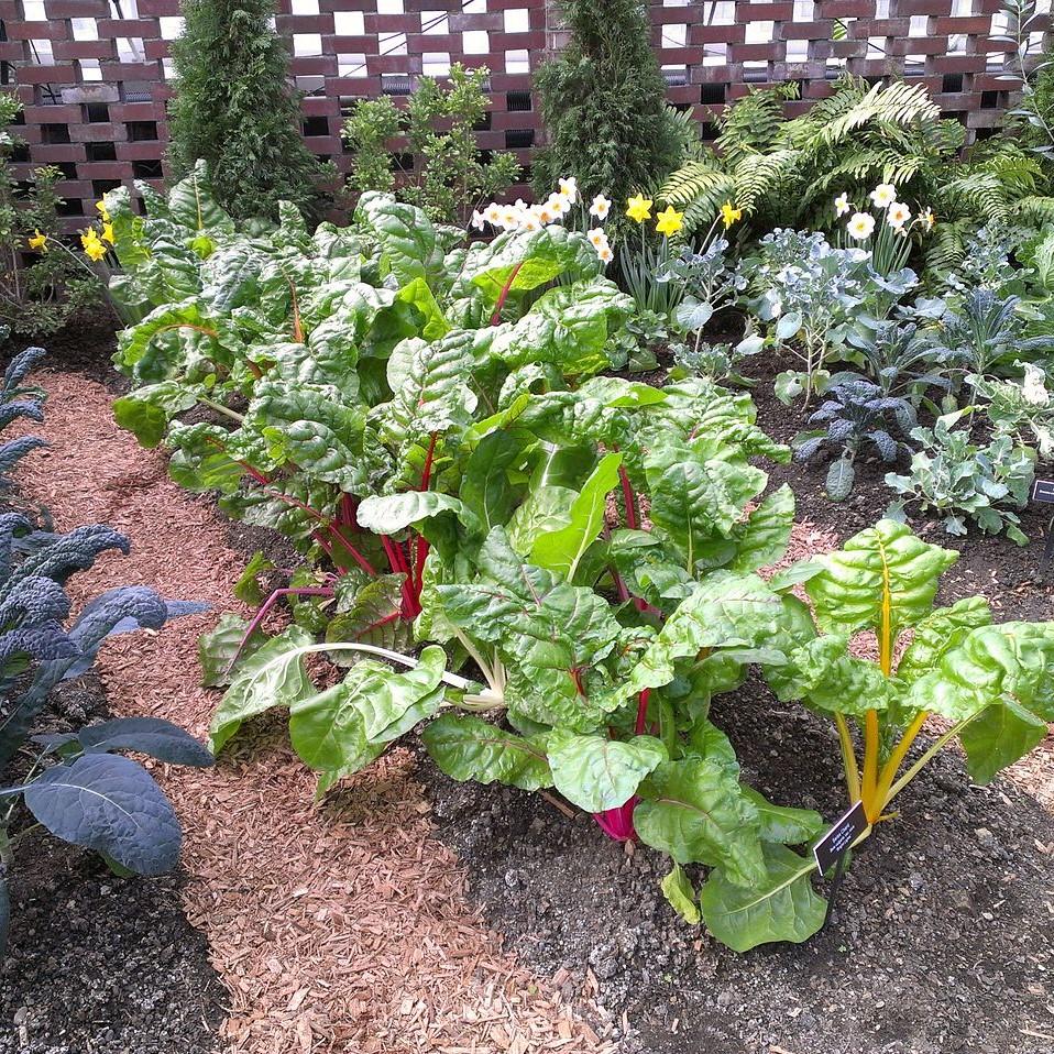 Beta Vulgaris 'Bright Lights' ~ Bright Lights Swiss Chard-ServeScape