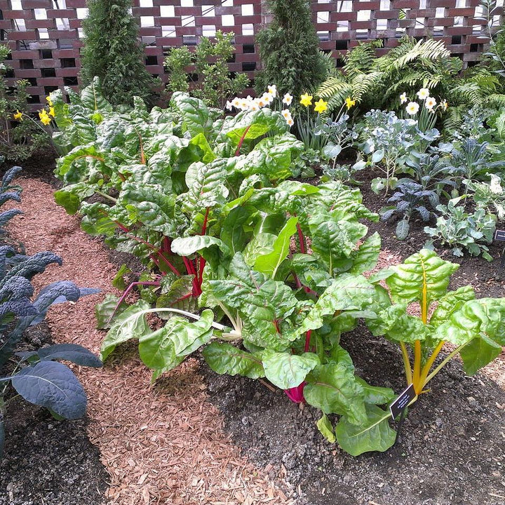 Beta Vulgaris 'Bright Lights' ~ Bright Lights Swiss Chard-ServeScape