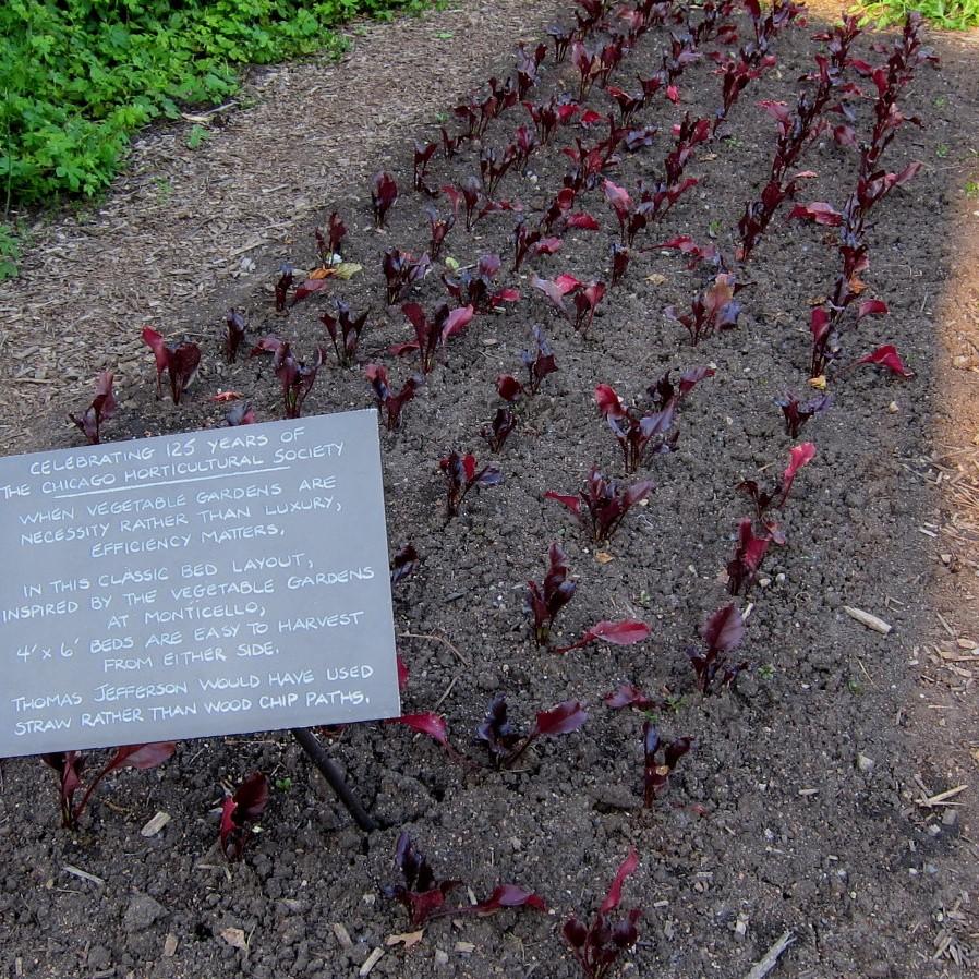 Beta Vulgaris 'Bull's Blood' ~ Bull's Blood Beets