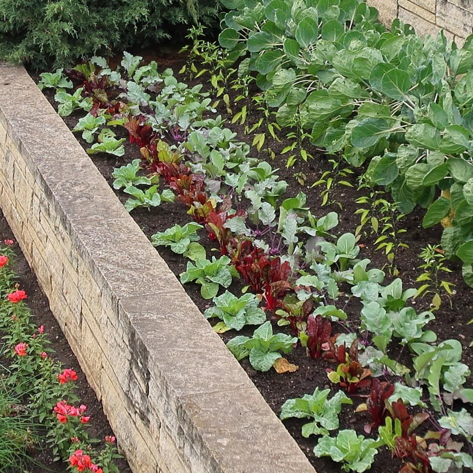 Beta Vulgaris 'Bull's Blood' ~ Bull's Blood Beets