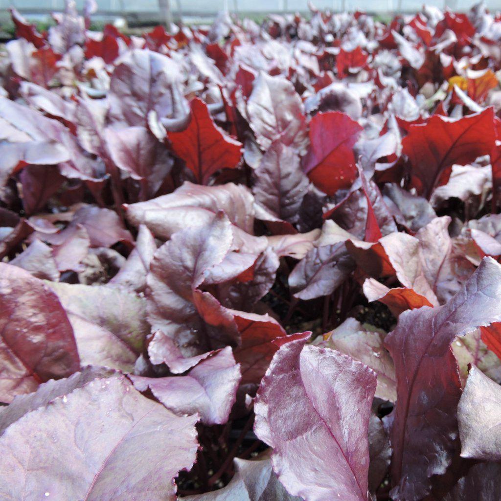 Beta Vulgaris 'Bull's Blood' ~ Bull's Blood Beets