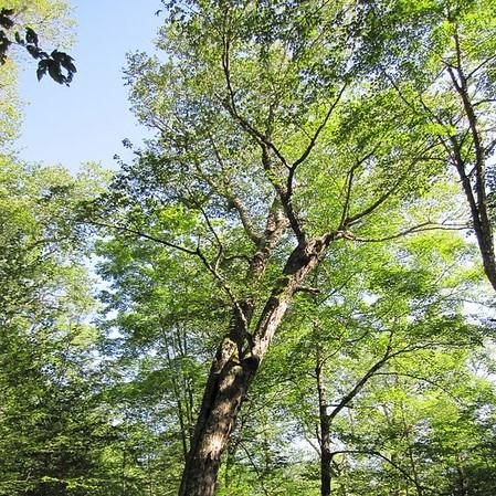 Betula alleghaniensis ~ Yellow Birch-ServeScape