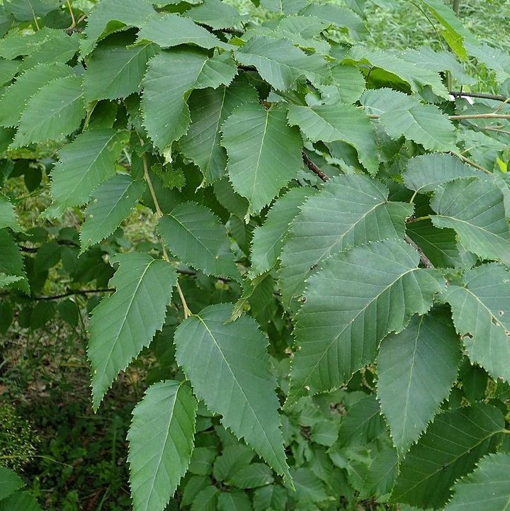 Betula alleghaniensis ~ Yellow Birch-ServeScape