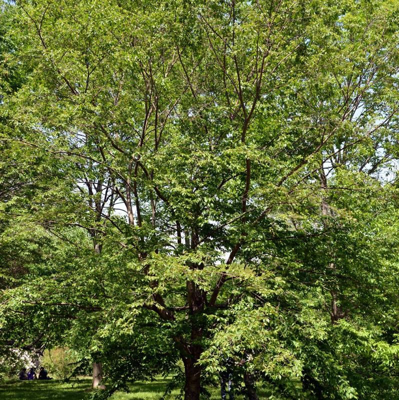 Betula alleghaniensis ~ Yellow Birch-ServeScape
