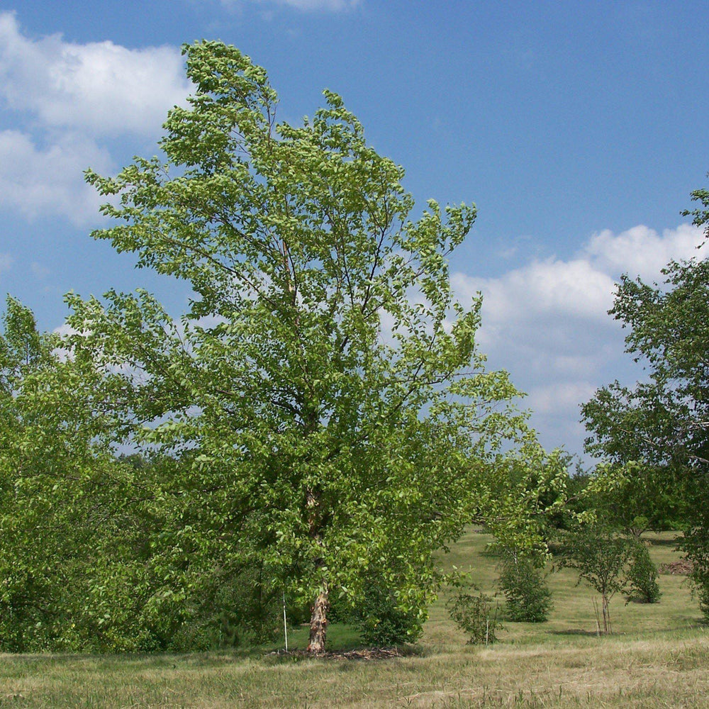 Betula nigra 'BNMTF' ~ Dura Heat® River Birch - Delivered By ServeScape