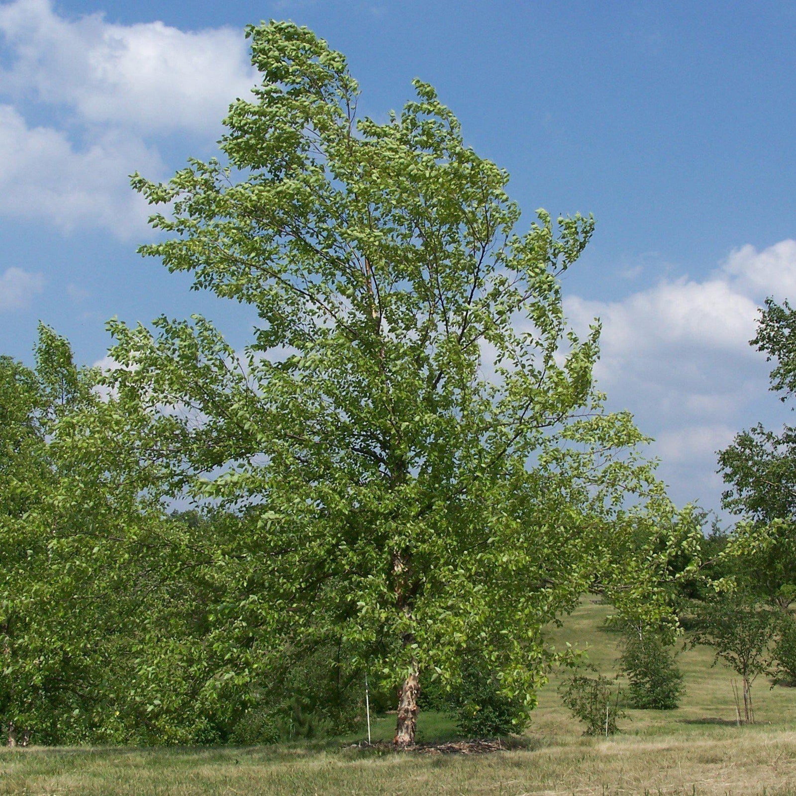 Betula nigra ~ River Birch-ServeScape