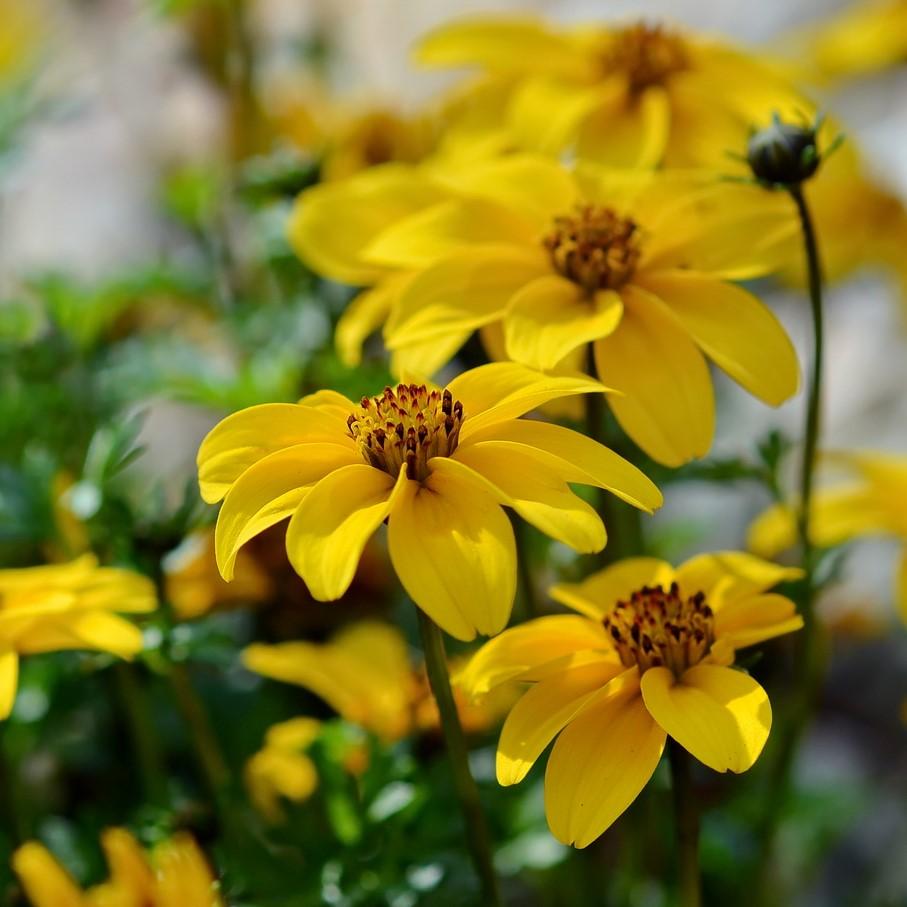 Bidens ferulifolia 'Timeless Golden Empire' ~ Timeless™ Golden Empire™ Bidens-ServeScape