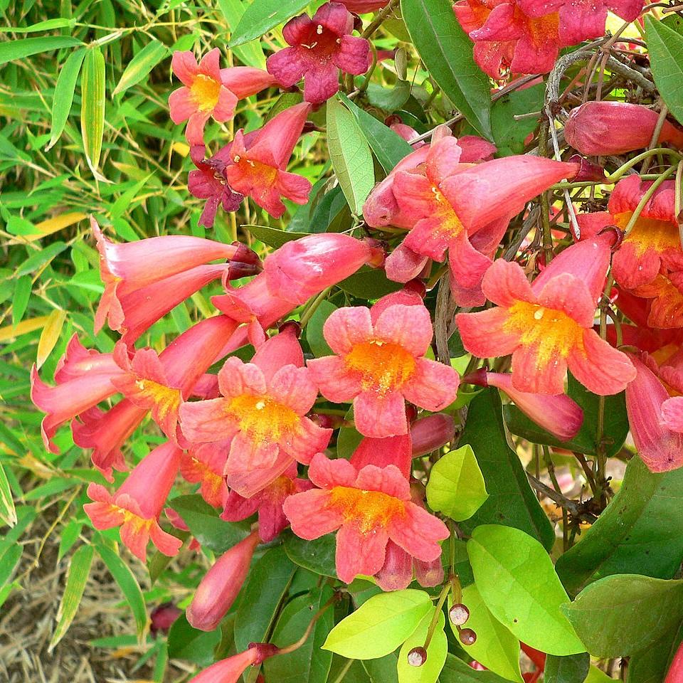 Bignonia Capreolata 'Tangerine Beauty' ~ Tangerine Beauty Bignonia-ServeScape