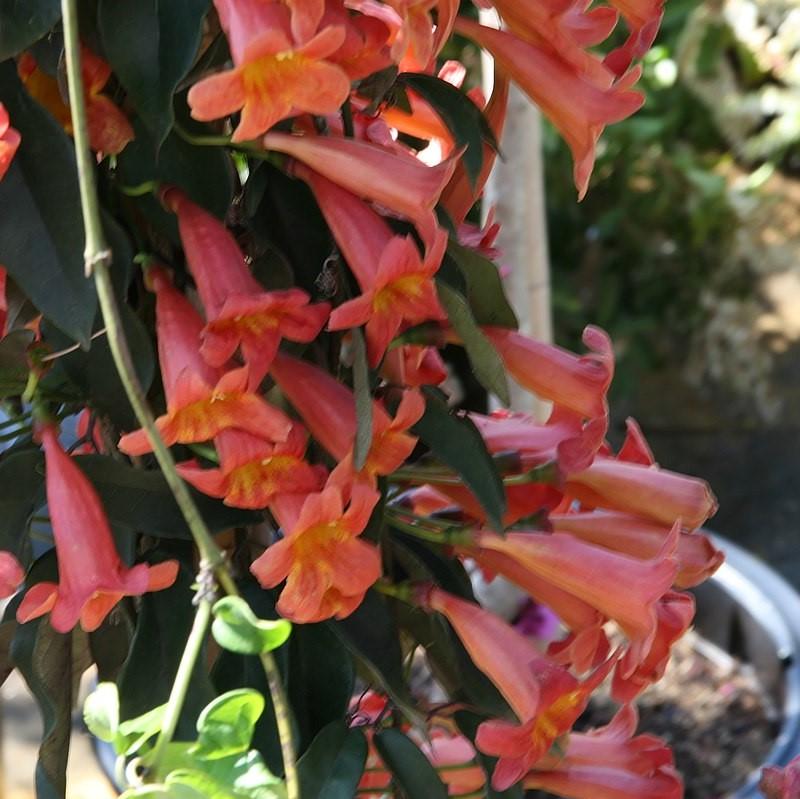 Bignonia Capreolata 'Tangerine Beauty' ~ Tangerine Beauty Bignonia-ServeScape