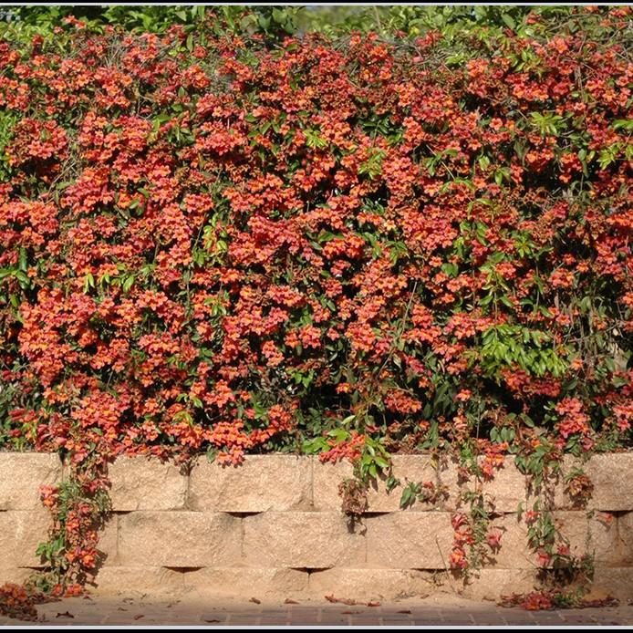 Bignonia Capreolata 'Tangerine Beauty' ~ Tangerine Beauty Bignonia-ServeScape