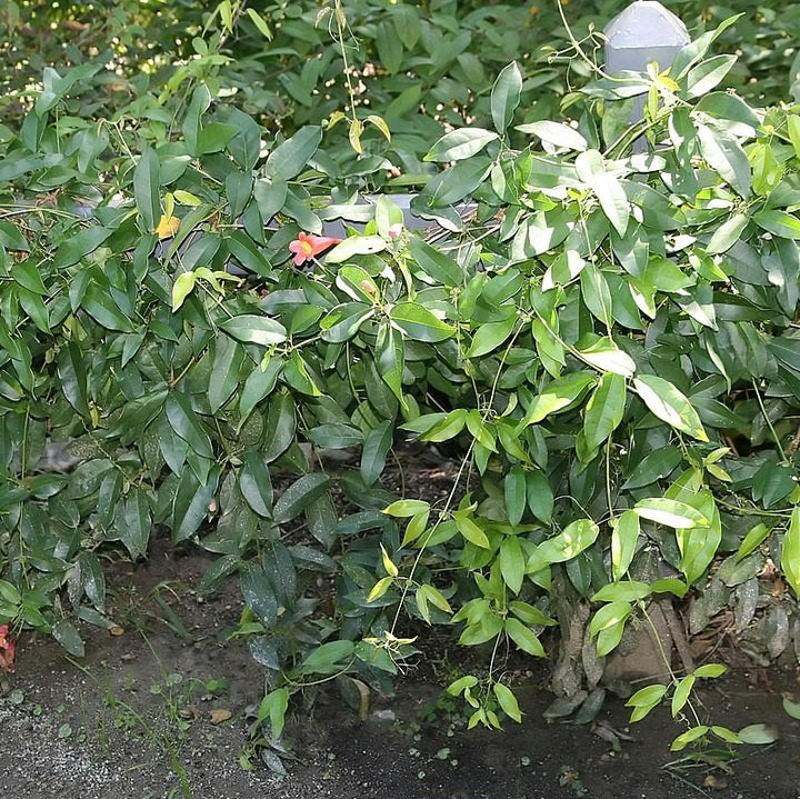 Bignonia Capreolata 'Tangerine Beauty' ~ Tangerine Beauty Bignonia-ServeScape
