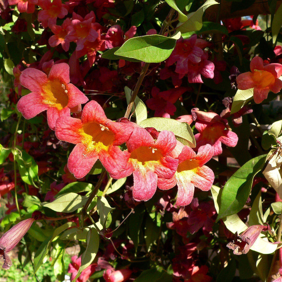 Bignonia Capreolata 'Tangerine Beauty' ~ Tangerine Beauty Bignonia - Delivered By ServeScape