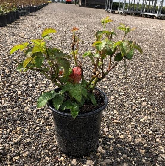 Rubus x ''APF-153T' PP#26,990 ~ Prime-Ark® Freedom Thornless Blackberry-ServeScape