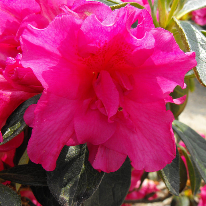 Rhododendron x ‘MNIHAR012' PP23,006 ~ Echo® Lavender Twist™ Azalea-ServeScape