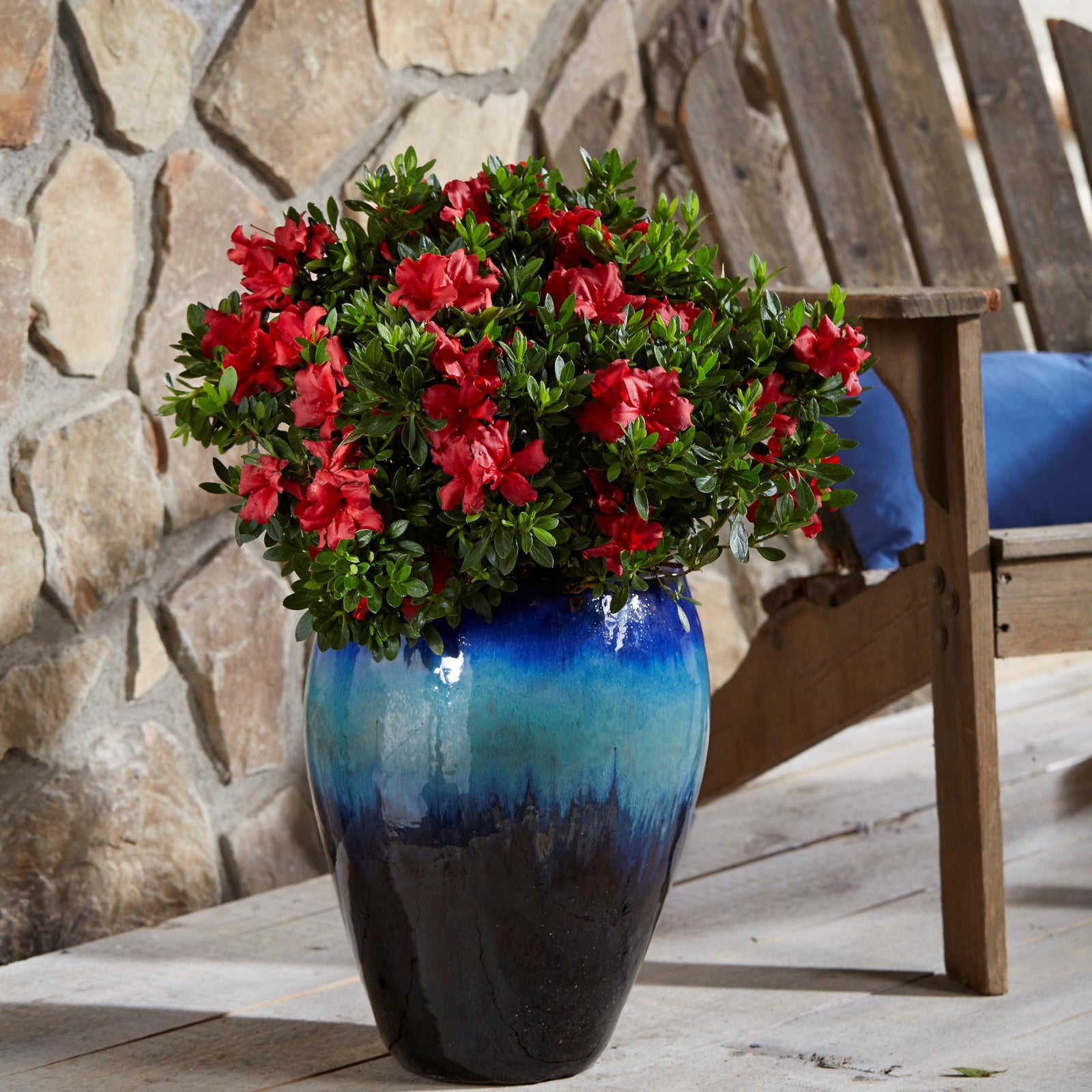 Rhododendron x ‘'MNIHAR018' ~ Echo® Love U Lots™ Azalea-ServeScape