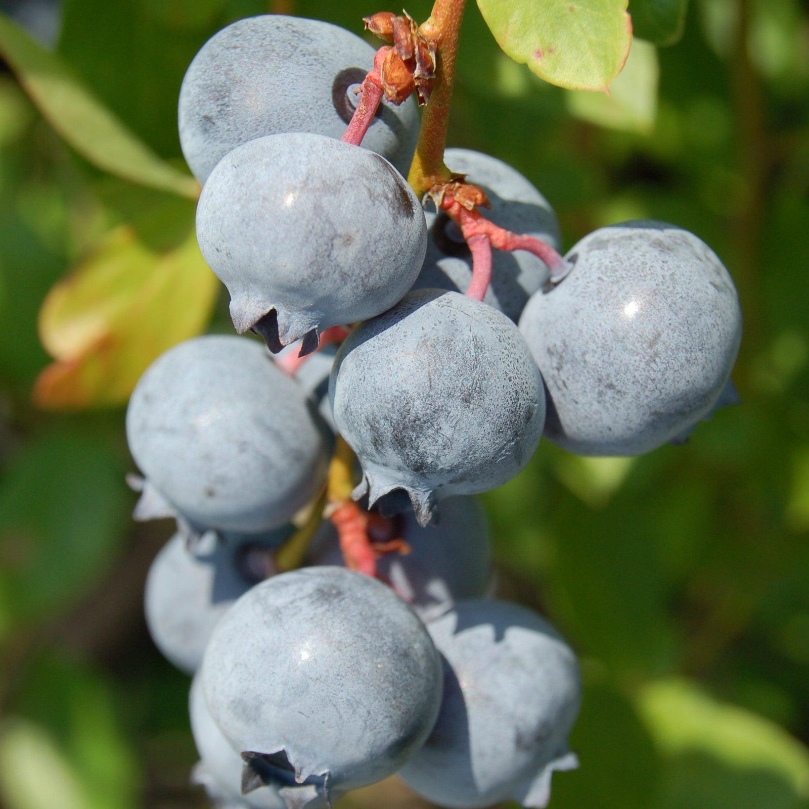 Vaccinium corymbosum 'TH-682' ~ Blue Suede® Highbush Blueberry-ServeScape