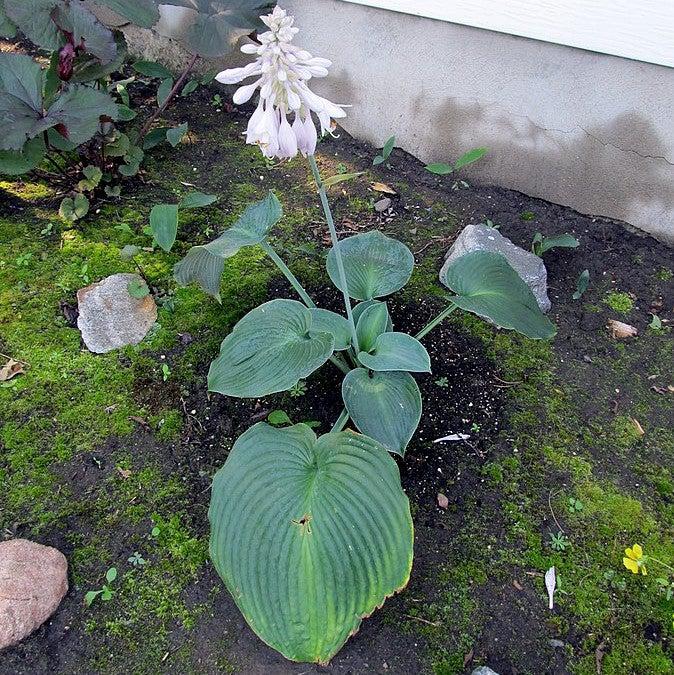 Hosta 'Blue Angel' ~ Blue Angel Hosta-ServeScape