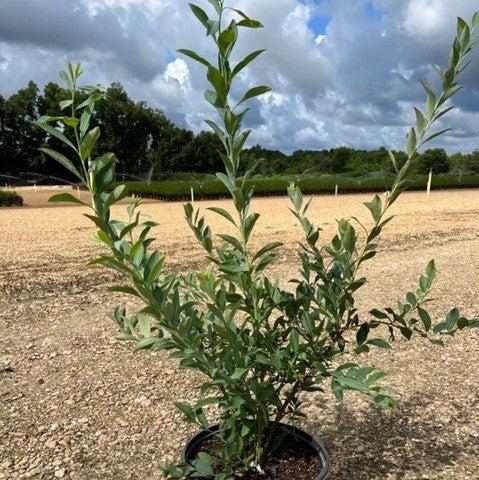 Vaccinium ashei 'Ochlockonee' PP17300 ~ Downhome Harvest® For Heaven's Sake® Blueberry-ServeScape