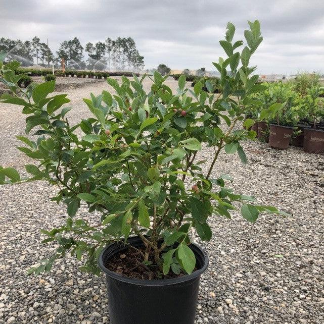 Vaccinium ashei 'Climax' ~ Climax Rabbiteye Blueberry-ServeScape