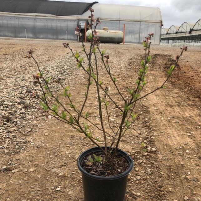 Vaccinium ashei 'Climax' ~ Climax Rabbiteye Blueberry-ServeScape