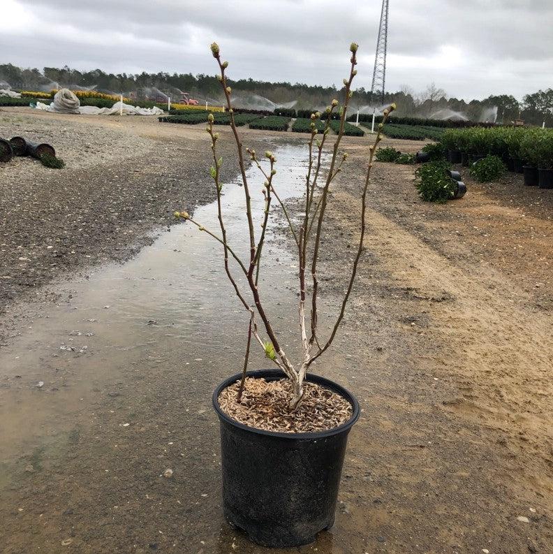 Vaccinium corymbosum 'Duke' ~ Duke Highbush Blueberry-ServeScape
