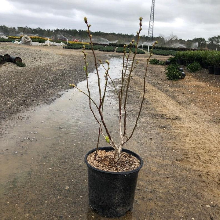 Vaccinium corymbosum 'Duke' ~ Duke Highbush Blueberry-ServeScape