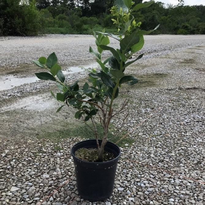 Vaccinium corymbosum 'Duke' ~ Duke Highbush Blueberry-ServeScape