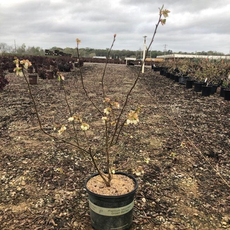 Vaccinium corymbosum 'O'Neal' ~ O'Neal Highbush Blueberry-ServeScape