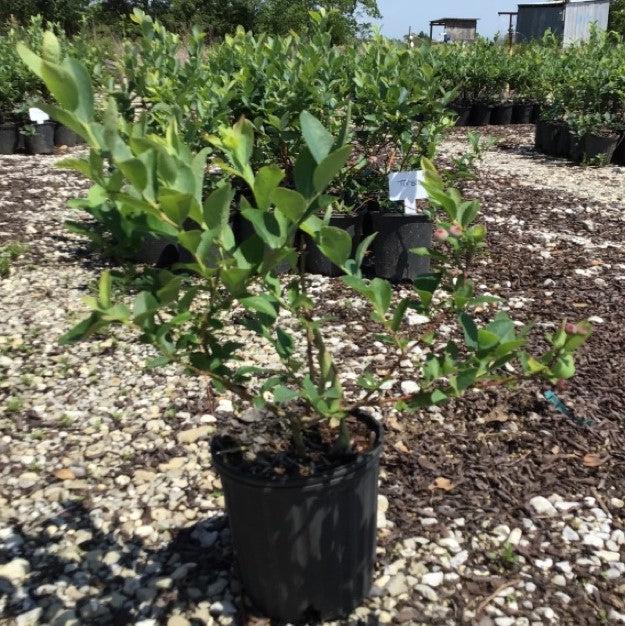 Vaccinium ashei 'Tifblue' ~ 'Tifblue' Rabbiteye Blueberry-ServeScape