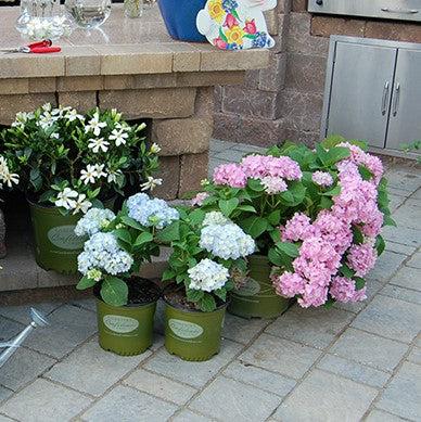 Hydrangea macrophylla 'Mini Penny' ~ Echo® Mini Penny Hydrangea-ServeScape