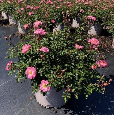 Rosa 'Meifranjin' PP 33,507 ~ Blushing Drift® Rose-ServeScape