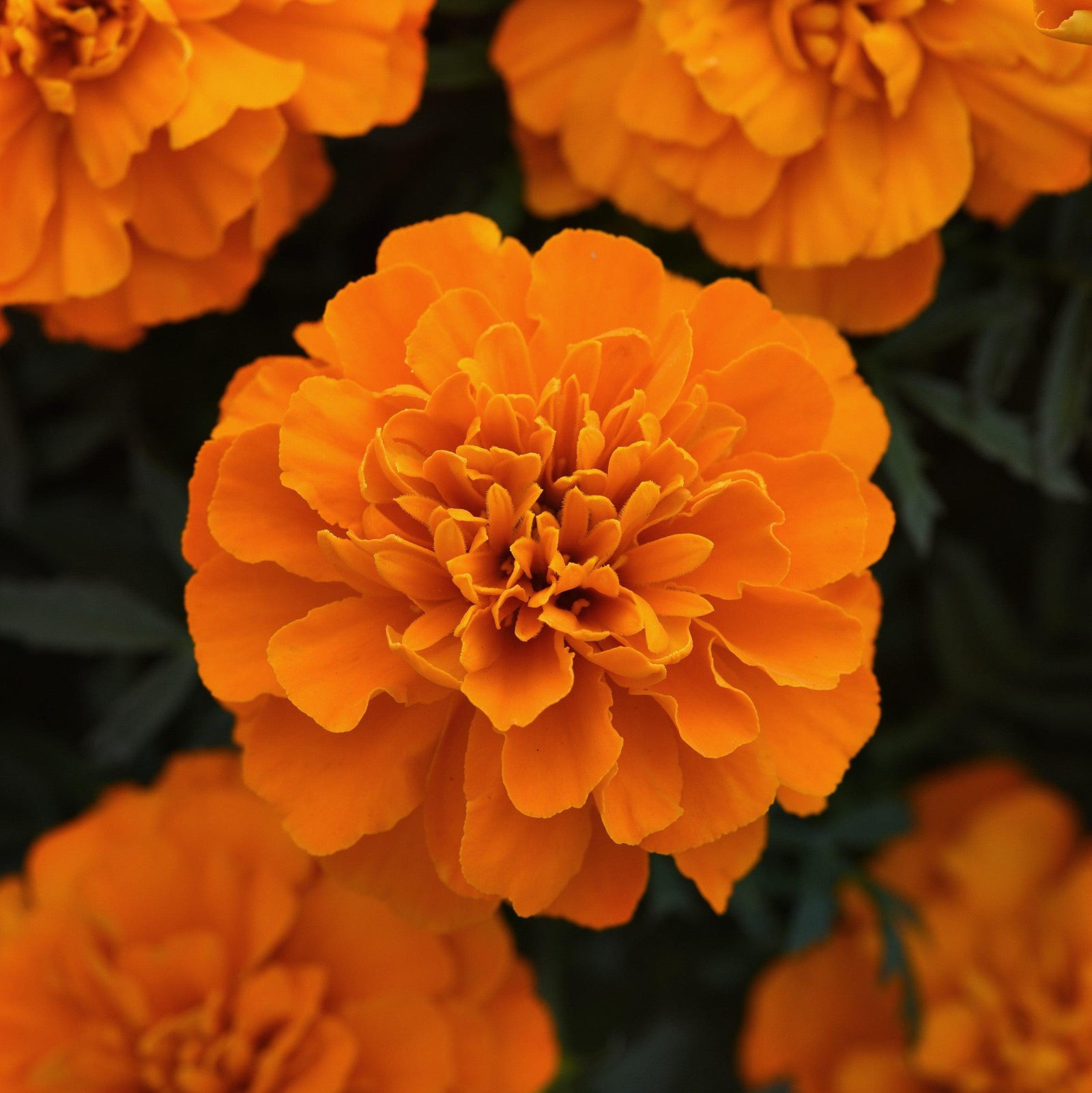 Tagetes patula 'PAS1220004' ~ Bonanza™ Deep Orange French Marigold-ServeScape