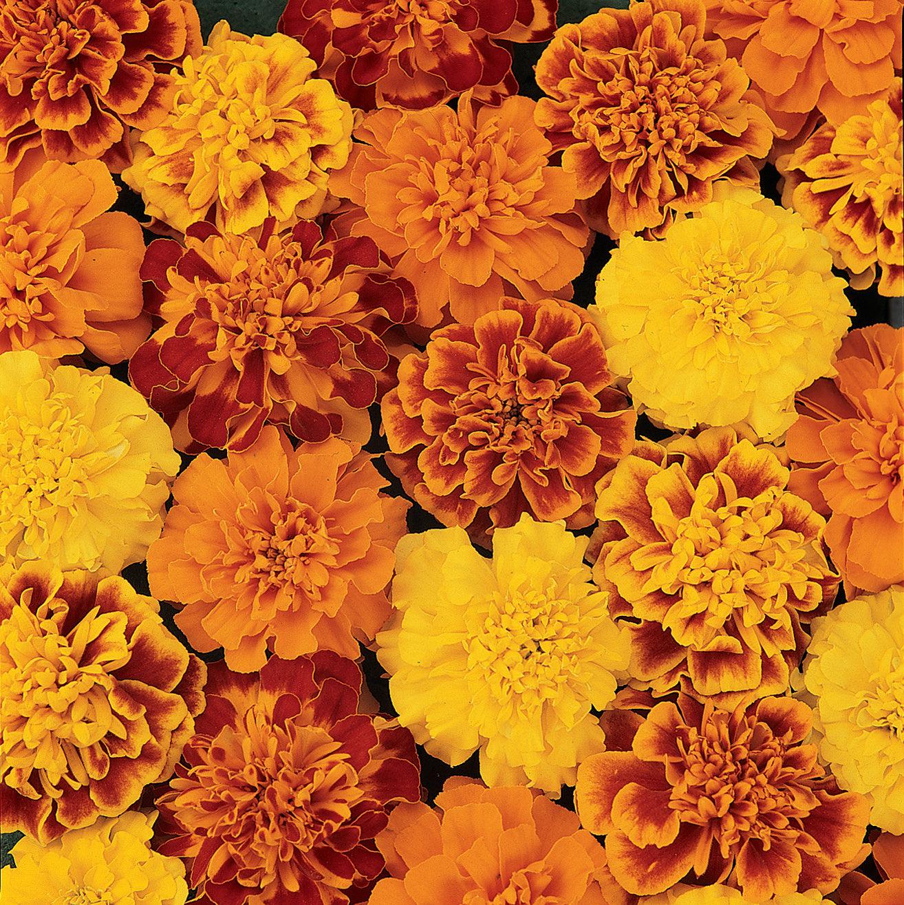 Tagetes patula 'Bonanza Mix' ~ Bonanza™ Mixture French Marigold-ServeScape