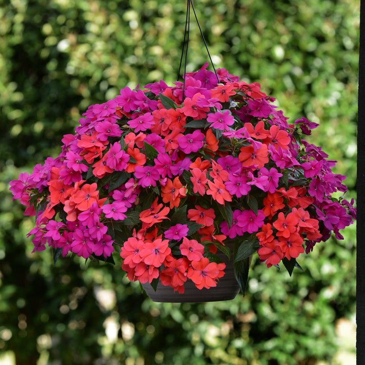 Impatiens hawkeri 'Balbocour' ~ Bounce™ Bright Coral Impatiens-ServeScape