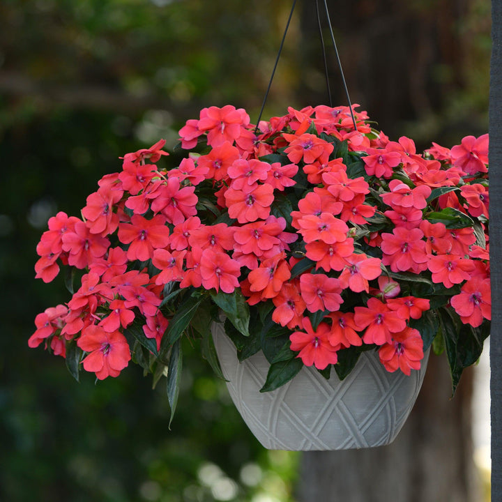 Impatiens hawkeri 'Balbocour' ~ Bounce™ Bright Coral Impatiens-ServeScape
