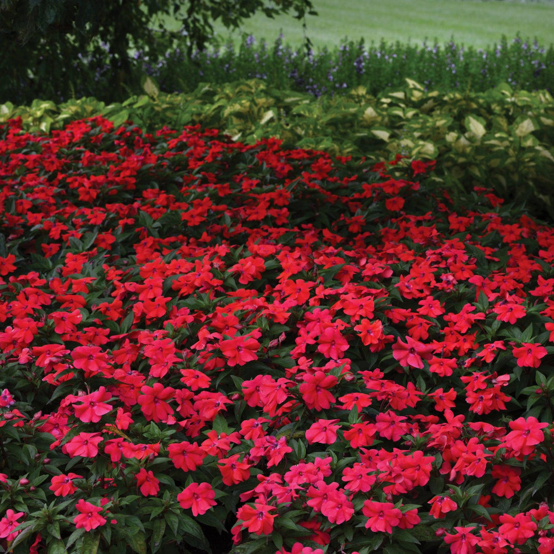 Impatiens hawkeri 'Balbocour' ~ Bounce™ Bright Coral Impatiens-ServeScape