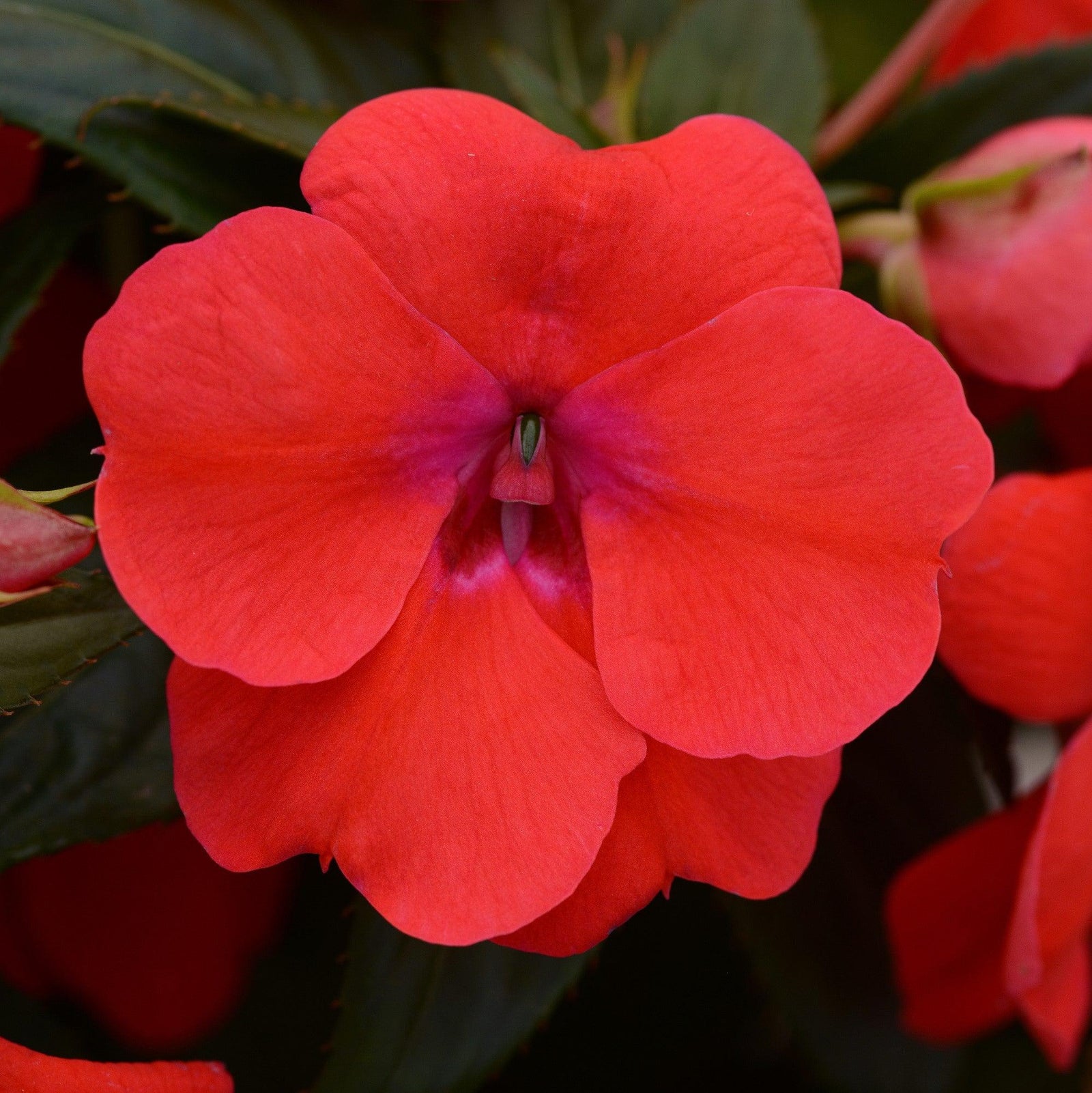 Impatiens hawkeri 'Balbocour' ~ Bounce™ Bright Coral Impatiens-ServeScape