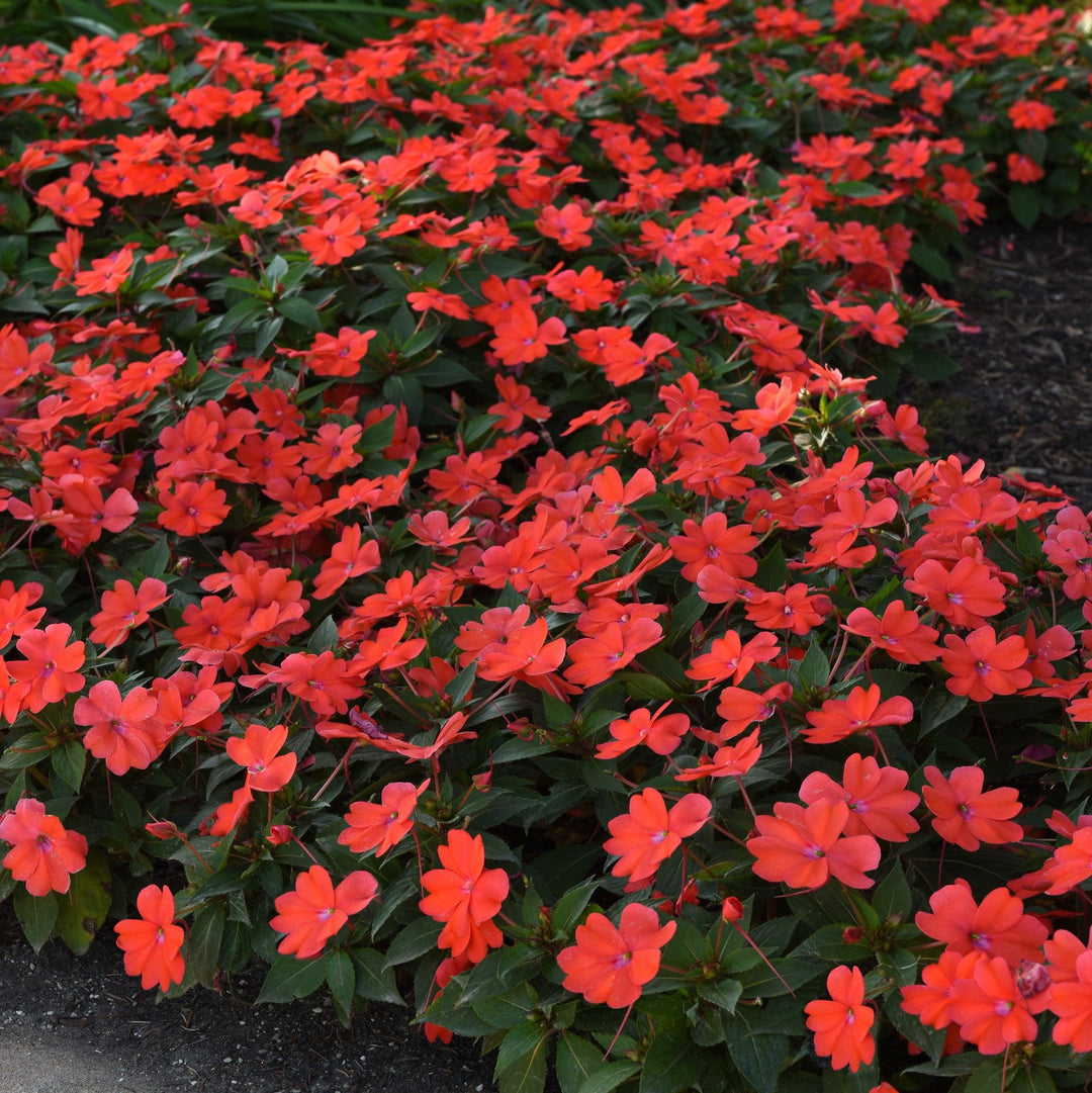Impatiens hawkeri 'Balbocour' ~ Bounce™ Bright Coral Impatiens-ServeScape